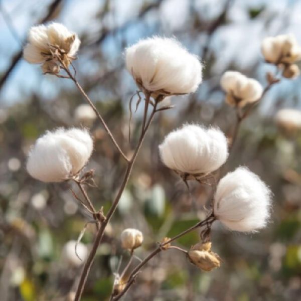 PACKAGING COTON TRADITIONNEL